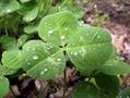 clover